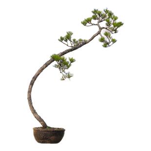 孤品黄山松造型爆皮盆景老桩庭院阳台办公室植物盆栽四季常青好养