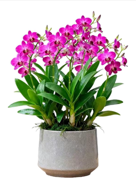 七彩石斛兰盆栽带花香水石斛兰带花苞客厅绿植摆件鲜花水培植物