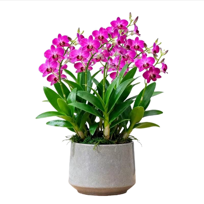 七彩石斛兰盆栽带花香水石斛兰带花苞客厅绿植摆件鲜花水培植物