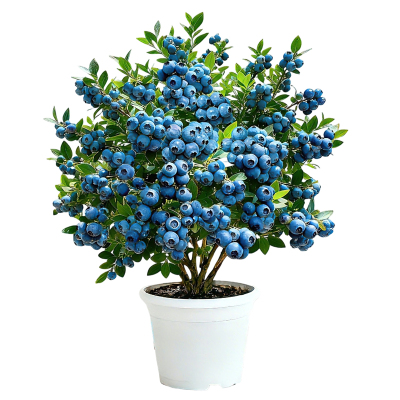蓝莓树果苗盆栽带果带花苞