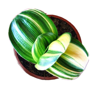 长春新款名贵君子兰 雀彩兰元宝短叶圆头和尚 鸳鸯一线天覆轮盆栽