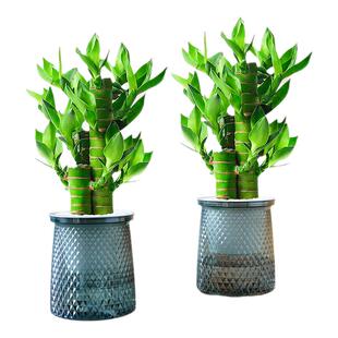 富贵竹水培植物客厅招财风水养粗杆大带根文昌竹绿植室内盆栽竹子