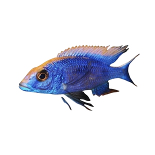 三湖慈鲷 金头蓝 特色鱼场 活体宠物 非洲鱼 水族世界 鱼缸大自然