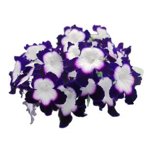 苦苣苔进口堇兰：苏菲轮盘（可能全紫色，介意慎拍）