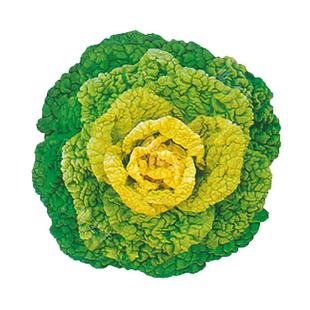 雪里金花种籽黄心乌乌塌菜菜种子心种孑春秋冬菜小白菜冬天菜籽种