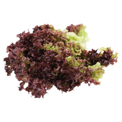 新鲜红叶生菜轻食沙拉蔬菜