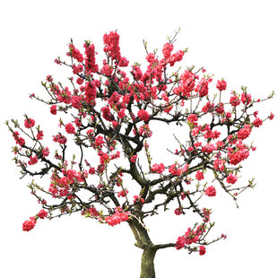 红梅花盆栽老桩红梅腊梅盆景树苗花卉耐寒室内阳台庭院骨里梅花