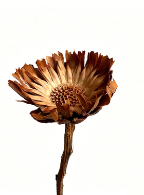 民宿装饰天然干花太阳菊