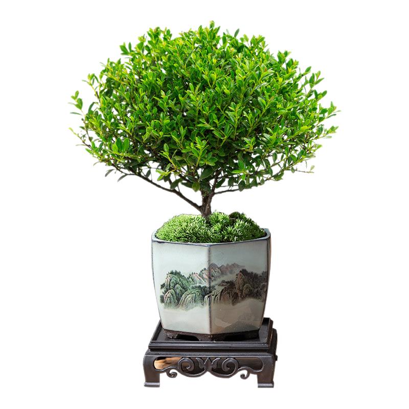 小叶赤楠老桩盆栽盆景迷你植物室内花卉办公室桌面小绿植好养四季