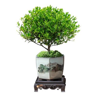 小叶赤楠老桩盆栽盆景迷你植物室内花卉办公室桌面小绿植好养四季