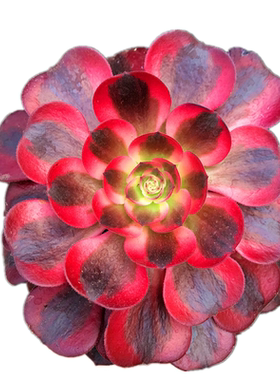 多肉植物美杜莎法师高端法师
