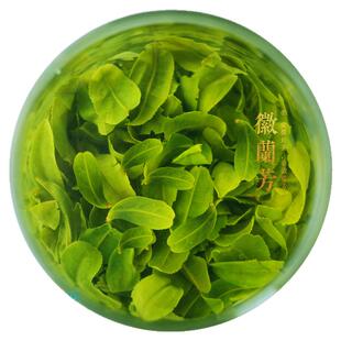 【兰花香型T58梦兰】徽兰芳海拔800m兰花香型六安瓜片齐头山产区