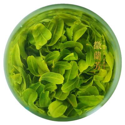 【兰花香型T58梦兰】徽兰芳海拔800m兰花香型六安瓜片齐头山产区