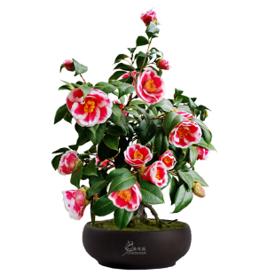 友之浦茶花树苗日本进口玉之浦花卉盆栽稀有名贵阳台庭院好养植物