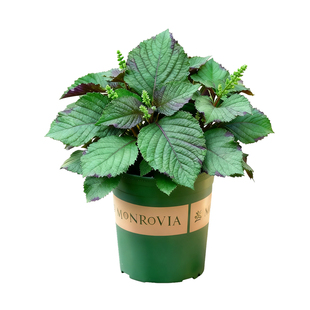 紫苏盆栽可食用烤肉鸡冠苏苗新鲜叶植物室外薄荷室内阳台花卉绿植