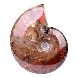 高品质天然斑彩螺化石摆件 马达加斯加菊石原石矿物标本招财礼物