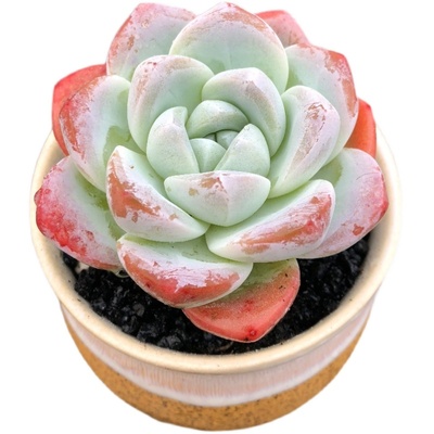 冰玉阳台容易美观趣多肉一物一拍