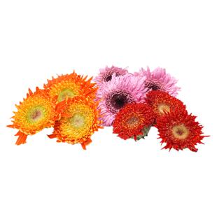 多色彩菊小黄菊雏菊绿球菊迷你菊西餐摆盘花草点缀新鲜蛋糕装饰用