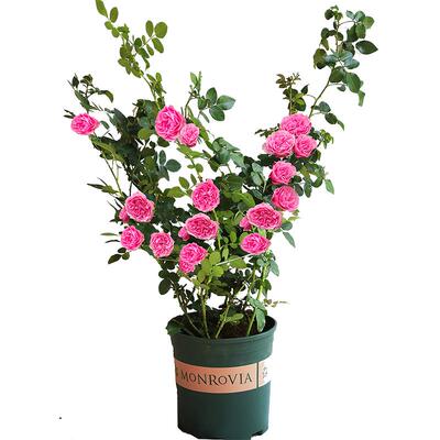 多季节开花盆栽四季爬藤月季