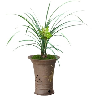 浓香老种春兰奇花余蝴蝶带花苞细叶兰花龙字花开富贵观赏盆栽花卉