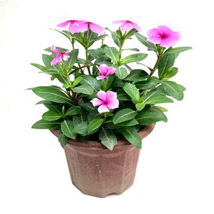 长春花盆栽五叶梅花卉苗日日春室外阳台庭院绿化花卉耐热四季开花