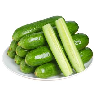 水果小黄瓜新鲜生吃5斤荷兰小青瓜现摘当季蔬菜旱乳黄瓜6应季包邮