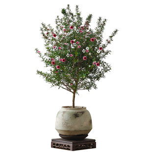 松红梅盆栽侘寂风植物办公室内桌面懒人好养绿植净化空气花卉盆景