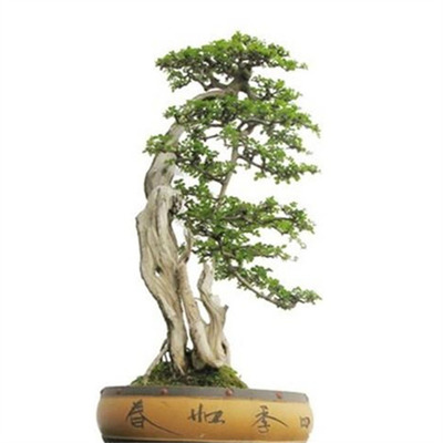 对节白蜡熟桩耐寒原盆原土美观
