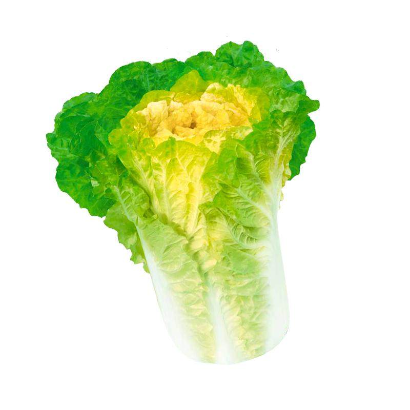 黄心大白菜种子鸡蛋黄夏阳白菜种籽抗热耐湿快菜籽种四季蔬菜种子
