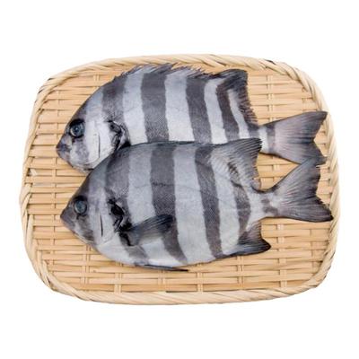 新鲜野生条石鲷鱼鲜活属鲈鱼目拍两份一斤约4-6条连云港海鲜水产