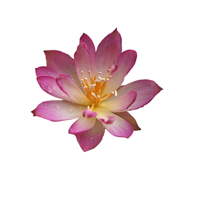 周劲松小微型碗莲荷花种藕根茎苗