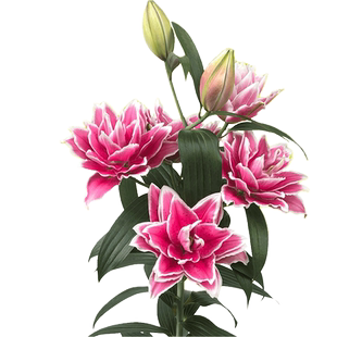 重瓣百合花种球萨曼塔荷兰进口安妞斯卡爱莎香水百合花卉阳台易养