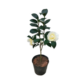 【黄达】茶花苗盆栽黄色茶花绿植花卉名贵品种阳台庭院客厅名贵