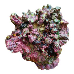 活石深海野捞新鲜高钙石海水缸鱼缸开缸造景多孔微生物集聚海礁石