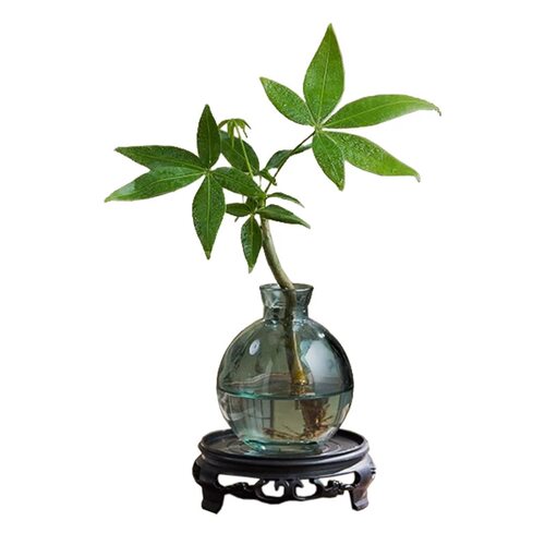 水培植物发财树奇趣造型办公室内桌面绿植招财摆件四季常青好养