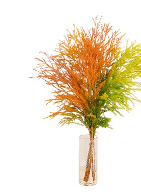 千层金鲜切花水培植物室内插花