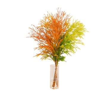 千层金鲜花水培绿植物云南基地香柳鲜切花卉盆栽室内干花花束插花