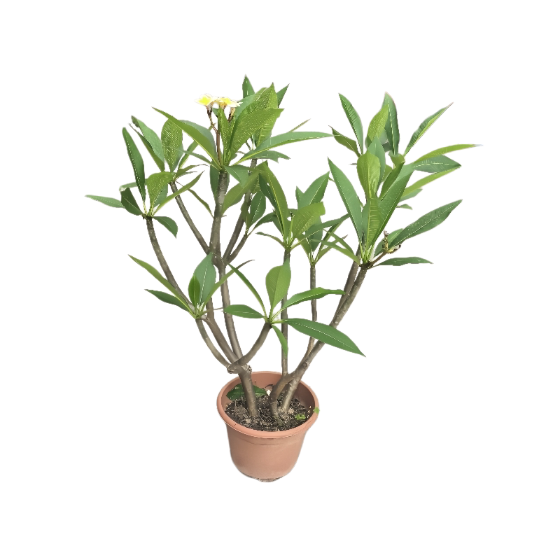 鸡蛋花庭院花园广州供货直发香港