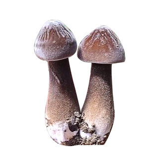 黑皮鸡枞菌蘑菇种植包长根菇菌包食用菌种蘑菇种植袋菌棒庭养殖