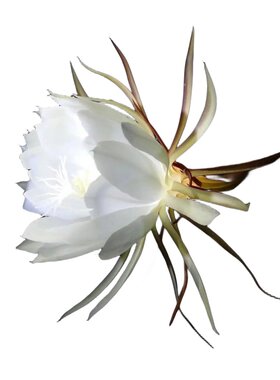 昙花盆栽多品种可食用四季开花