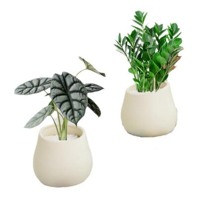 北欧奶油风桌面绿植四季好养