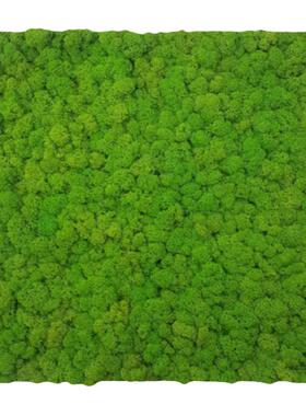 苔藓永生装饰画玄关植物