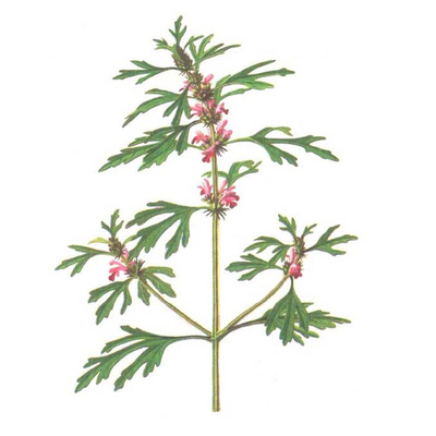 正品益母草种籽四季阳台盆栽蔬菜