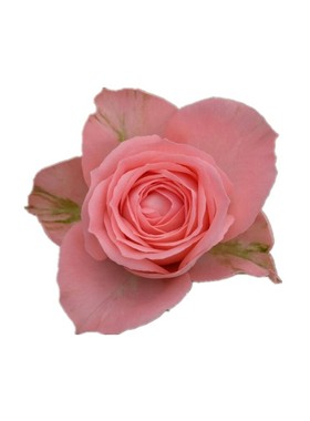 诗人柯德娜绿粉复古微型庭院盆栽