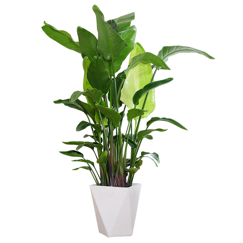 广州大绿植租赁植物租摆花卉出租办公楼花卉盆栽园艺盆栽定期养护