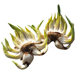 雕刻好特级漳州水仙花种球 耐寒好养浓香 水培年宵花盆栽室内水养