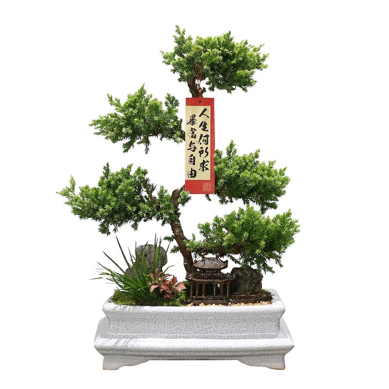 五层塔松盆栽造型盆景植物室内茶室办公室桌面绿植乔迁新居送礼物