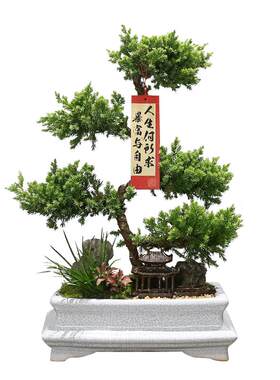 五层塔松步步高盆栽送礼