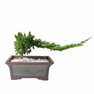 迎客松造型松 铺地柏盆景真树植物观叶 庭院新手绿植盆栽造景小苗
