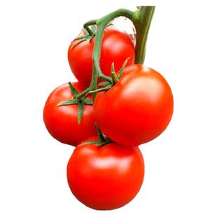 马蹄千禧四季盆栽矮生番茄种子种籽阳台秧苗小西红柿苗圣女果苗秧